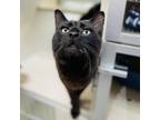 Adopt Tucker a All Black Domestic Mediumhair / Mixed cat in Great Falls