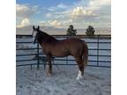 Adopt Oliver a Mustang / Mixed horse in Las Vegas, NV (35751415)