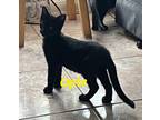 Adopt Opie a All Black Domestic Mediumhair (medium coat) cat in New Port Richey