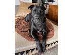 Adopt Big Apollo a Black - with White Pit Bull Terrier / Labrador Retriever dog