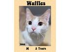 Adopt Waffles a Tan or Fawn (Mostly) Domestic Shorthair (short coat) cat in