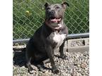 Adopt Brie a Gray/Silver/Salt & Pepper - with Black Mixed Breed (Large) / Mixed