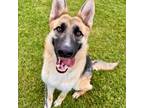 Adopt Charlotte a Black German Shepherd Dog / Mixed dog in Long Beach