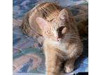 Adopt Raffi a Orange or Red Domestic Shorthair / Mixed cat in Springfield
