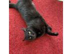 Adopt Jynx a All Black Domestic Shorthair / Mixed cat in Milford, IA (30830447)