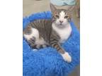 Adopt Earl a Cream or Ivory (Mostly) Domestic Shorthair (short coat) cat in