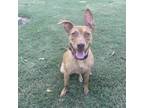 Adopt Peony a Brown/Chocolate Catahoula Leopard Dog / Mixed dog in