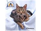 Adopt Chance a Brown Tabby Domestic Shorthair (short coat) cat in Howell