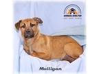 Adopt Mulligan a Tan/Yellow/Fawn - with Black Shepherd (Unknown Type) / Mixed