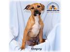 Adopt Bogey a Tan/Yellow/Fawn - with Black Shepherd (Unknown Type) / Mixed dog