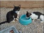 Adopt Bandit and Molly (sisters) a Black & White or Tuxedo Domestic Shorthair /