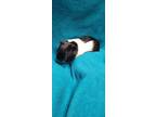 Adopt Kana a Black Guinea Pig / Guinea Pig / Mixed small animal in Belleville
