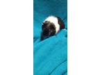 Adopt Sandly a Black Guinea Pig / Guinea Pig / Mixed small animal in Belleville