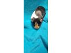 Adopt Penelope a Black Guinea Pig / Guinea Pig / Mixed small animal in