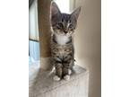 Adopt Alice Purrz a Brown or Chocolate Domestic Shorthair / Domestic Shorthair /