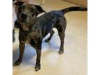Adopt Blue a Brown/Chocolate Catahoula Leopard Dog / Mixed dog in Brattleboro