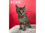 Adopt Beau a Brown Tabby Domestic Shorthair (short coat) cat in Asheville