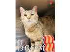 Adopt Bacon a Tan or Fawn Domestic Shorthair / Domestic Shorthair / Mixed cat in