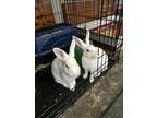 Adopt Dolly a White Other/Unknown / Other/Unknown / Mixed rabbit in Knoxville