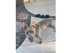 Adopt DARLA a Staffordshire Bull Terrier, Australian Cattle Dog / Blue Heeler