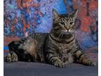 Adopt Chief a Brown or Chocolate Domestic Shorthair / Domestic Shorthair / Mixed
