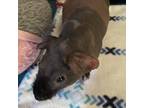Adopt Pancheto a Guinea Pig small animal in Las Vegas, NV (38265445)