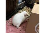 Adopt Knoll a Guinea Pig small animal in Las Vegas, NV (38075463)