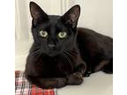 Adopt Roscoe a All Black Domestic Shorthair (short coat) cat in Harrison