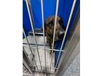Adopt Tig a Brindle Mixed Breed (Medium) dog in Whiteville, NC (38269756)