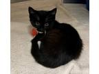 Adopt Gordita a All Black Domestic Shorthair / Domestic Shorthair / Mixed cat in