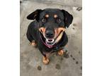 Adopt Maddie a Black - with Tan, Yellow or Fawn Rottweiler / Black and Tan