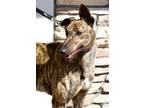 Adopt Steal a Brindle Greyhound / Mixed dog in Coon Rapids, MN (38009068)