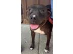 Adopt Tess a Brindle - with White Pit Bull Terrier / American Staffordshire