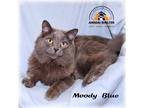 Adopt Moody Blue a Gray or Blue (Mostly) Domestic Longhair (long coat) cat in