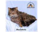 Adopt Theodore a Gray, Blue or Silver Tabby Domestic Mediumhair (medium coat)