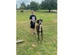Adopt Hunter a Brindle Great Dane / Mixed dog in Rockmart, GA (38280110)