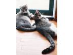Adopt Cricket & Possum (bonded pair) a Gray, Blue or Silver Tabby Domestic