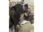 Adopt Rosey a Gray/Silver/Salt & Pepper - with White Pit Bull Terrier / American