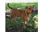 Adopt Lady a Brown/Chocolate - with Black American Staffordshire Terrier / Mixed