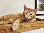 Adopt Tango a Orange or Red Tabby Domestic Shorthair (short coat) cat in Byron
