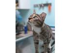 Adopt Carmel a Calico or Dilute Calico Domestic Shorthair (short coat) cat in