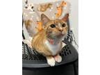 Adopt Butterscotch a Orange or Red Tabby Domestic Shorthair (short coat) cat in