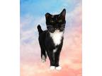 Adopt StopSign a Black & White or Tuxedo Domestic Shorthair (short coat) cat in