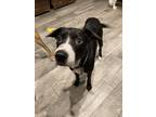 Adopt Jet a Black - with White Labrador Retriever / Pit Bull Terrier / Mixed dog
