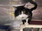 Adopt Keaton a Black & White or Tuxedo Domestic Longhair (long coat) cat in