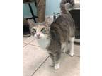 Adopt Sweetie a Calico or Dilute Calico Calico (short coat) cat in Chiefland