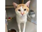 Adopt Tom a Orange or Red Domestic Shorthair / Mixed cat in St.