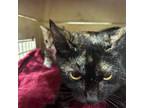 Adopt Dolly a Tortoiseshell Domestic Shorthair / Mixed cat in St.