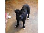 Adopt Maverick a Black Labrador Retriever / Mixed dog in House Springs