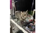 Adopt Nibbles a Brown Tabby Domestic Shorthair (short coat) cat in Byron Center